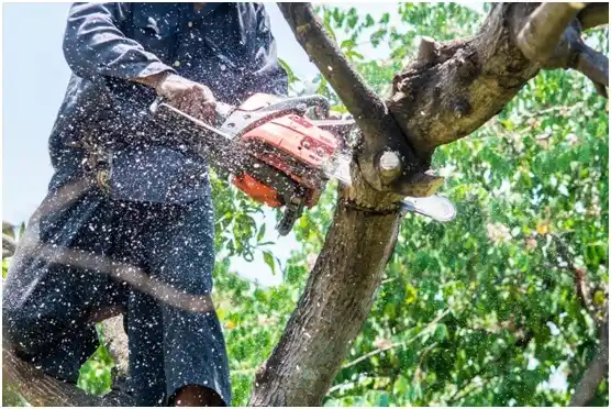 tree services Haines